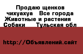 Продаю щенков чихуахуа - Все города Животные и растения » Собаки   . Тульская обл.